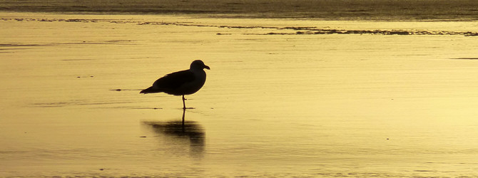 Neskowin Beach / Harts Cove 11-2-13