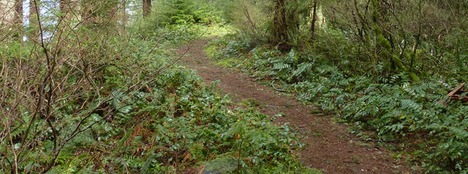 Wahkeena Devils Rest Loop Hike Wahkeena Devils Rest Loop Hike