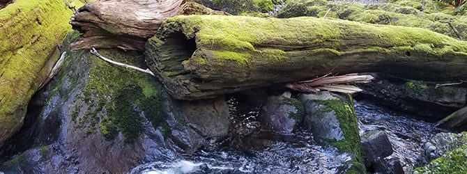 Arch Cape Creek Explore 3-10-18