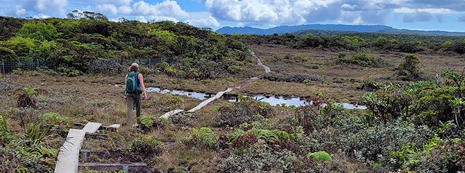 Pihea Peak to Alakai Swamp 1-15-22