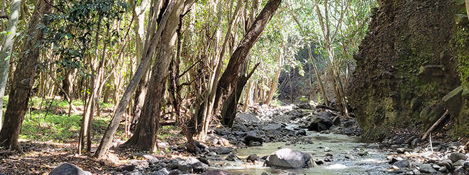 Olowalu Stream Hike 2-2-22
