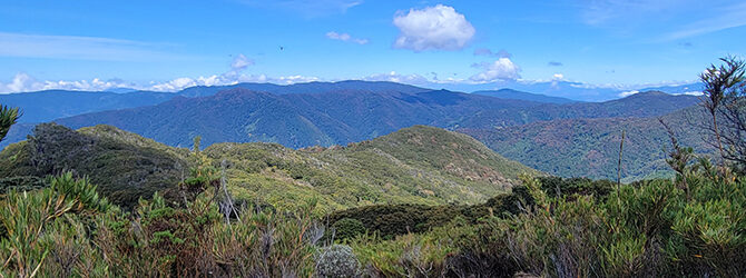 Cerro Frio (Cerro de La Muerte Trail) Costa Rica 3-8-25